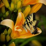 butterfly, insect, garden-144053.jpg