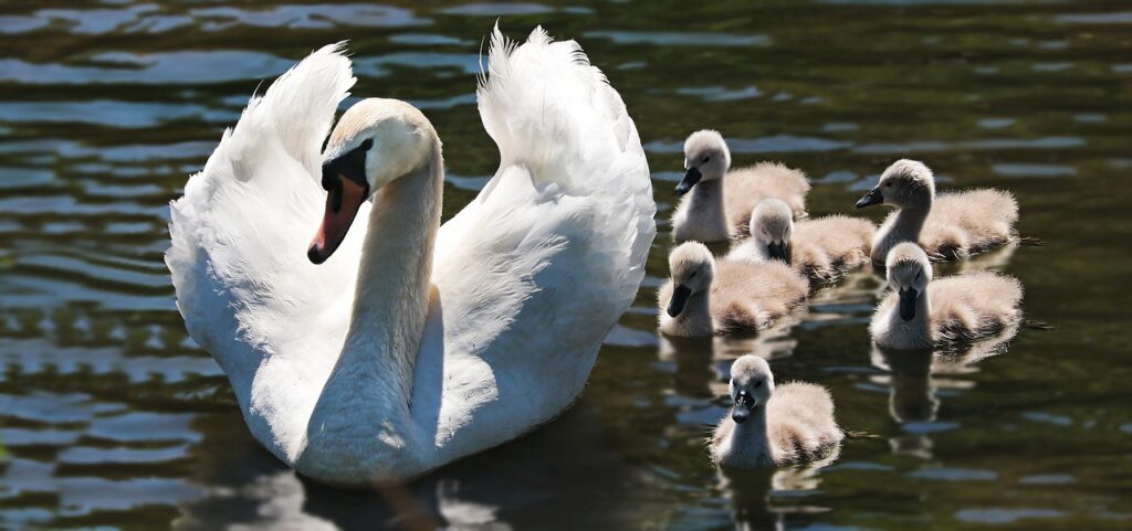 swan, cygnets, family-2494925.jpg