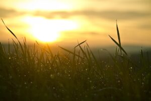 grass, sunrise, sun-546794.jpg
