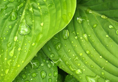 Water Dews on Green Leaves