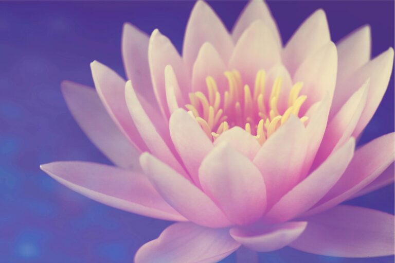 Close-up of a serene pink lotus flower in full bloom with a pastel background.