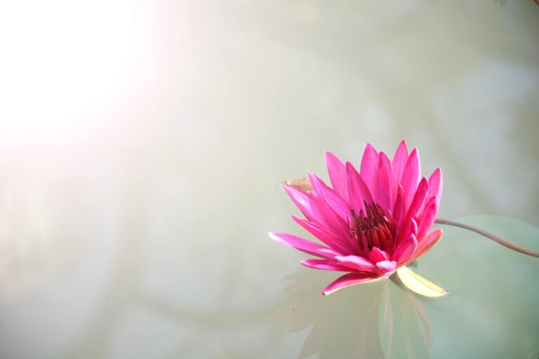 A bright pink lotus flower floating peacefully on serene water, capturing nature's elegance.