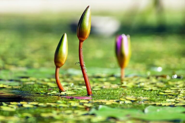 Close-up of unopened water lily buds emerging from a tranquil pond surrounded by greenery.