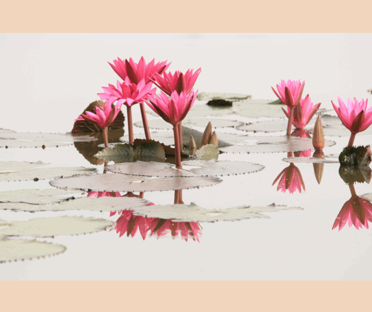 pink water flower