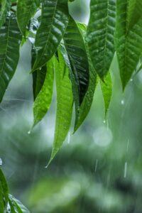 Rain drops on green leaves