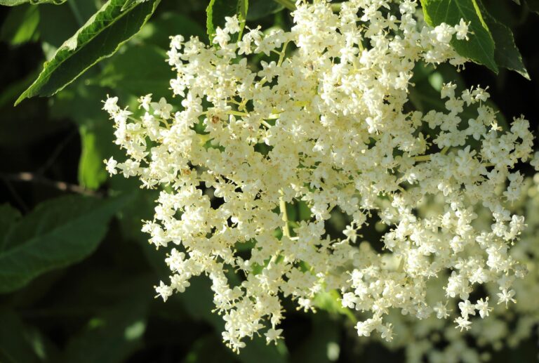 Close-up of white elderflower blossoms in natural sunlight, capturing detail and freshness.