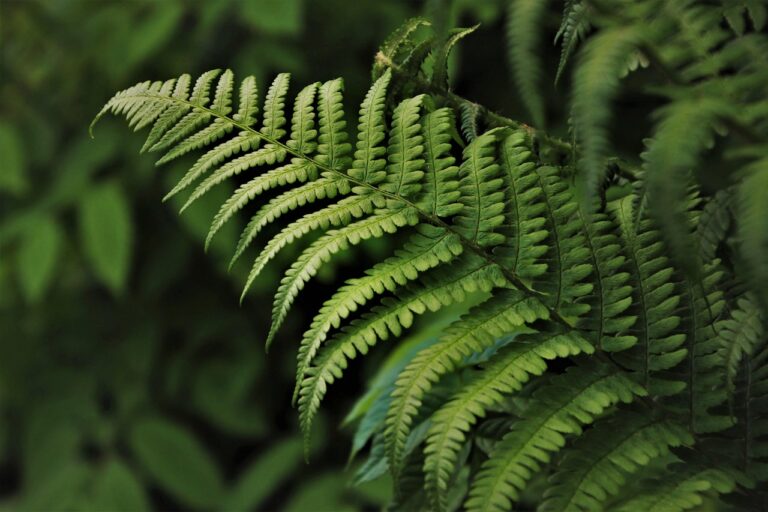 green leaf