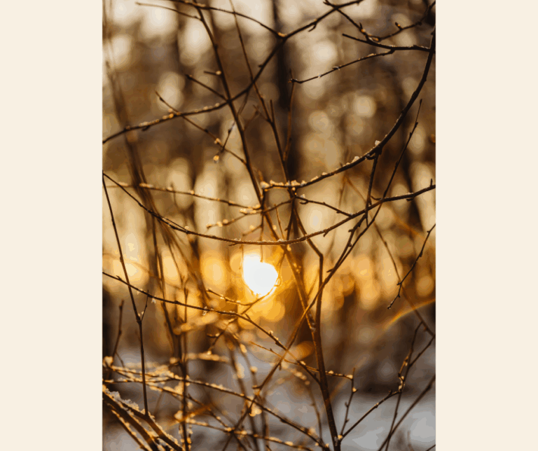 Snowy tree with sun