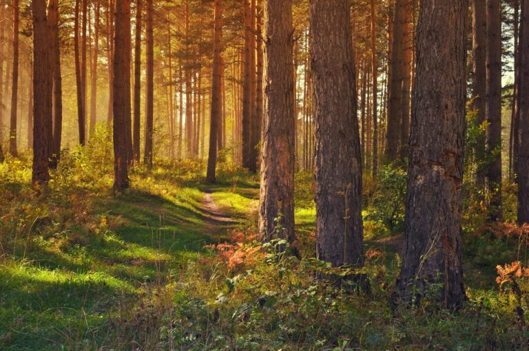 Woodland path symbolising the journey of reconnecting with your true nature.