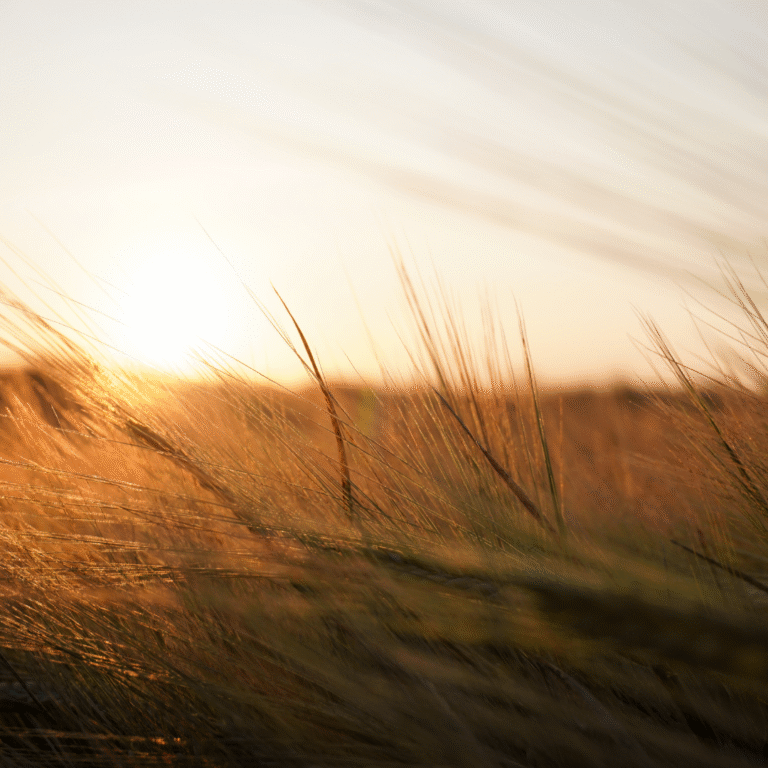 A hazy sunset across a meadow of dry grass in late summer