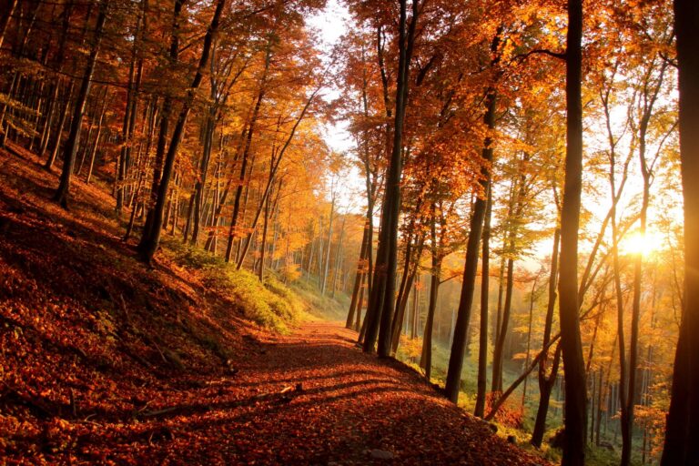 A woodland path surrounded by trees and changing autumn leaves
